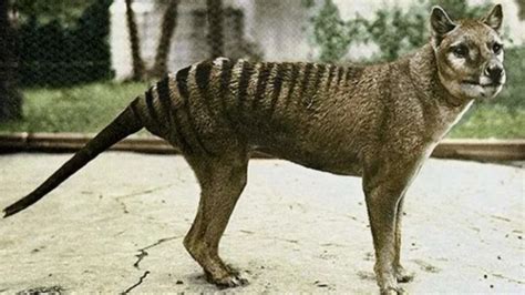 Extinct Marsupial Wolf To Be Revived In Australia Pictolic