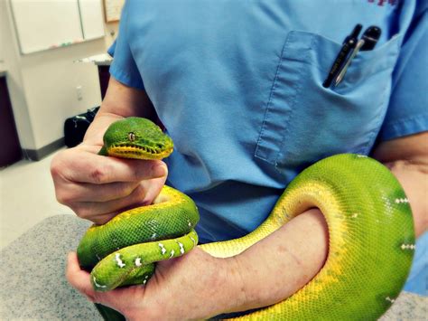 Reptiles And Amphibians Wellness And Care All Pets Veterinary Medical