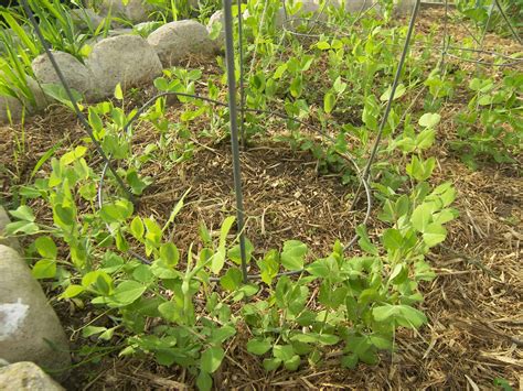 Growing Dwarf Grey Sugar Snow Peas 1 Month After Planting Eat Like