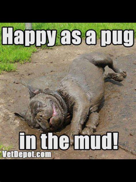 Dirty Pug Pugs Pinterest Happy Bulldog Frances And Bulldogs