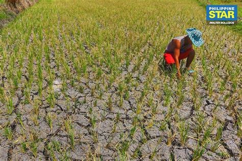 The Plight Of Filipino Rice Farmers