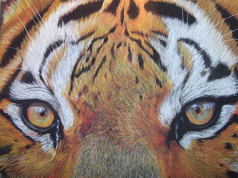Tiger Eyes Soft Pastel On Cardboard 300gr 700 X 500 Mm Jorge