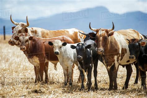 Nguni Cattle Cape Town Western Cape South Africa Stock Photo