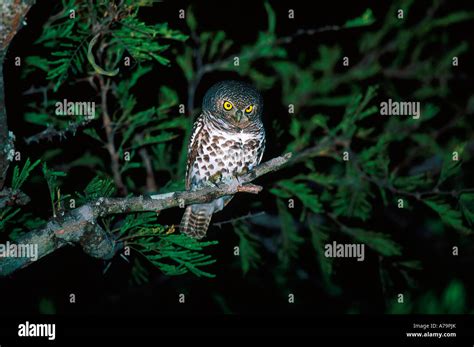 Barred Owl At Night Buffelshoek Private Nature Reserve Sabi Sand