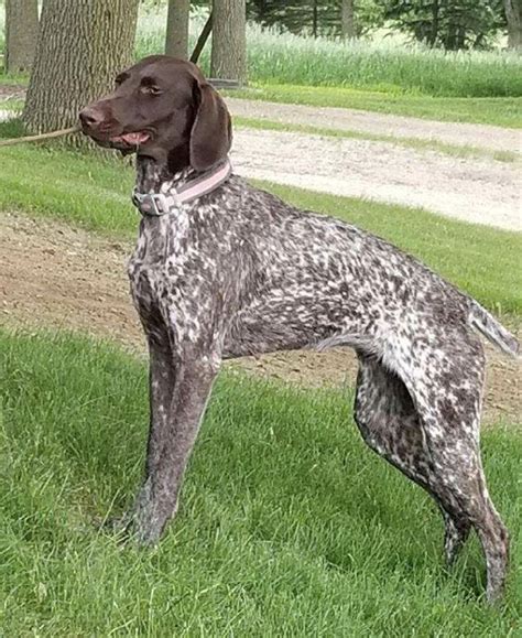 Wingshot kennels in alabama, vizsla & braque francais breeders providing puppies for loving families. Pin by Lost Dogs - MN on Photos from Lost Dogs Minnesota ...