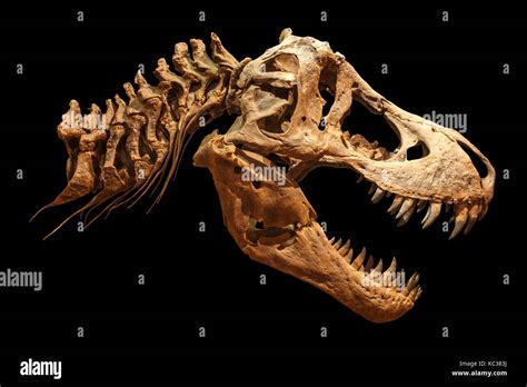 Skeleton Of Tyrannosaurus Rex T Rex On Isolated Background