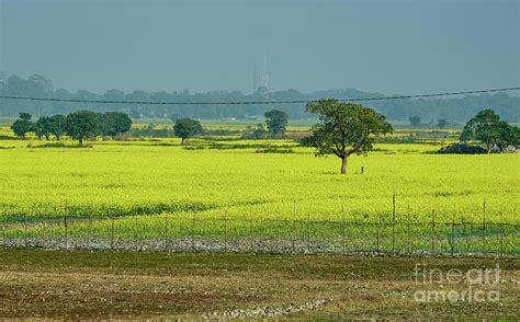 Mustard Fields In Bloom Photograph By Shantanav Chitnis Pixels