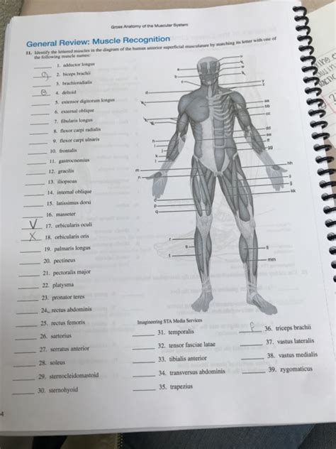 Gross Anatomy Muscle Worksheet