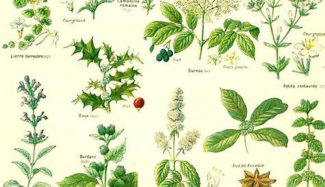 Poisonous Plants Chart | Природа