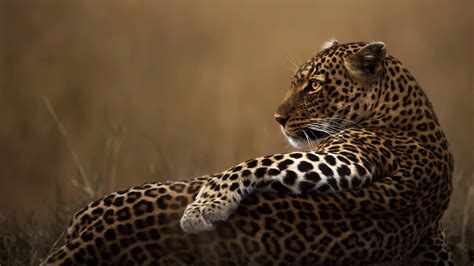 1920x1080 Leopard Candid 1080p Laptop Full Hd Wallpaper Hd Animals 4k