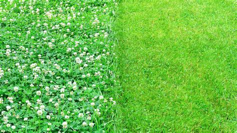 Micro Clover Lawn Pros And Cons You Should Know Love Fit Living