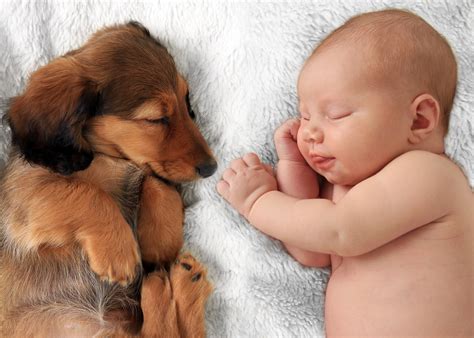 Babys Best Friend Best Dog Breeds To Have Around Infants