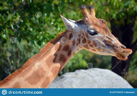 Giraffe Giraffa Camelopardalis Is An African Even Toed Ungulate Mammal