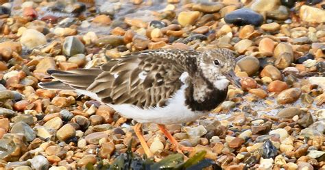 Landguard Bird Observatory Recent Sightings Tuesday 26th March 2019