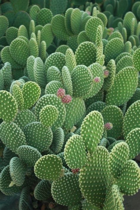 25 Beautiful Cactus Aesthetic Ideas With Images Plants Cacti And
