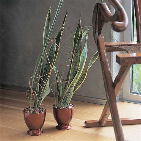 Bogenhanf (Sansevieria trifasciata) Sansevieria Trifasciata, Potted