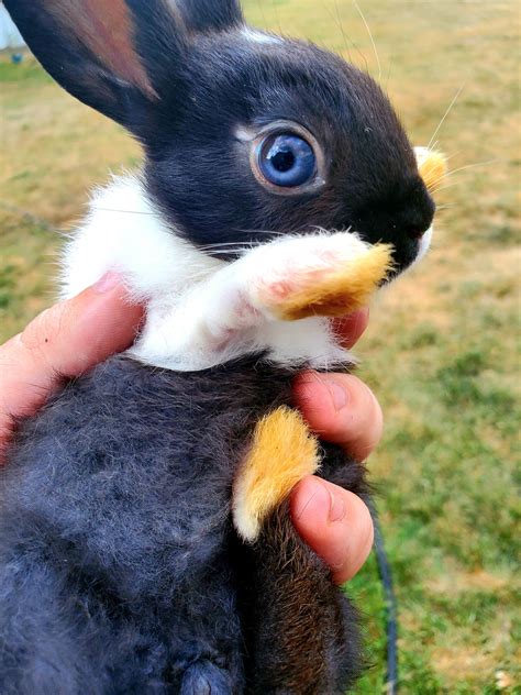 A Cute Dutch Bunny With One Eye Thats Half Blue And Half Brown R