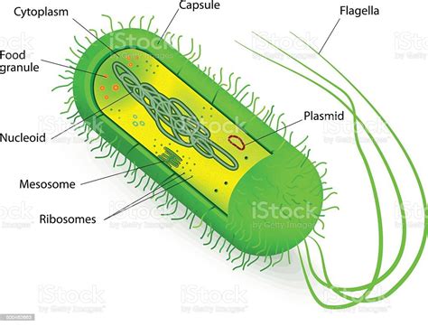 Bacteria Cell Structure Stock Vector Art And More Images Of Anatomy