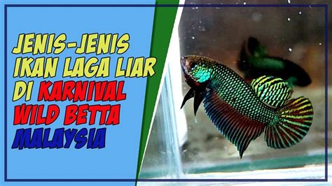 Tapi karena adanya pandemi membuat. Senarai Ikan Laga Liar (Wild Betta) Yang Di Pamerkan Di ...