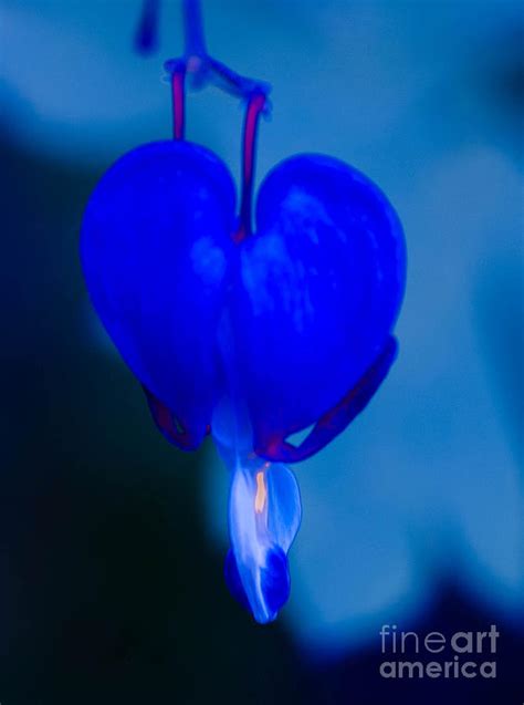 Jun 20, 2021 · paul a. Blue Bleeding Heart Flower Photograph by Michael Moriarty