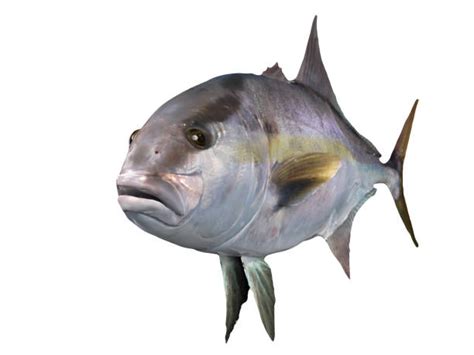 110 Yellowtail Amberjack Stock Photos Pictures And Royalty Free Images