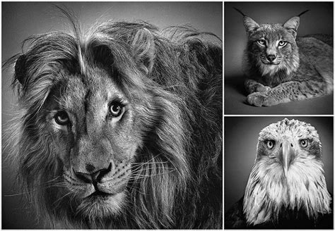 Expressive Black And White Portraits Of Animals By Alexander Von