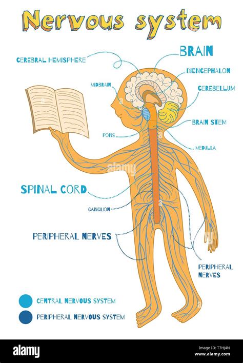 Human Nervous System For Kids Vector Color Cartoon Illustration Human