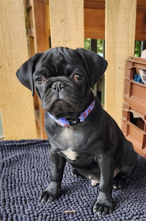 Pug - Wyong - PetsForHomes