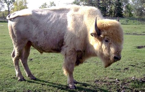White Bison Rare And Sacred Unique Animals Animals Friends Safari