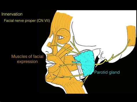 Facial Nerve And Facial Muscles YouTube