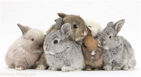 Six Baby Rabbits Photo Wp29001