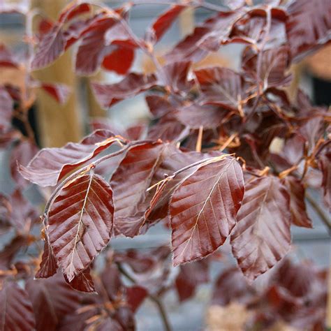 Fagus Purpurea Copper Beech Tree Mail Order Trees