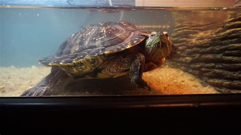 55 Gallon Red Ear Slider Turtle Tank Update Part 1 Youtube