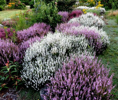 Evergreen Flowering Shrubs Scotland Lea Garden Plant