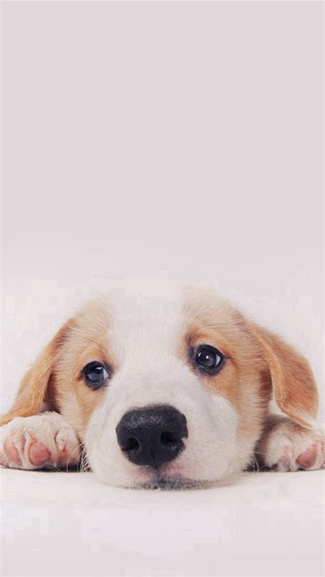 Cute Puppy Dog Pet Iphone Wallpapers Free Download