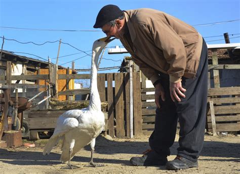 The Turkish Grandfather And The Swan Have A Friendship For 37 Years