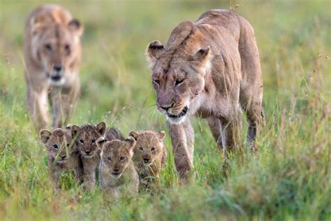 Big Cat Tales Returns For Season 2 Nature And Wildlife Discovery