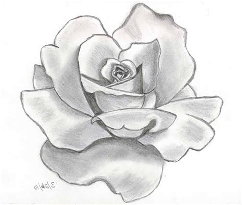 Realistic Flower Sketch at PaintingValley.com | Explore ... Vintage design for sketchbook, travel book, greeting card, postcard, invitation, fabric.