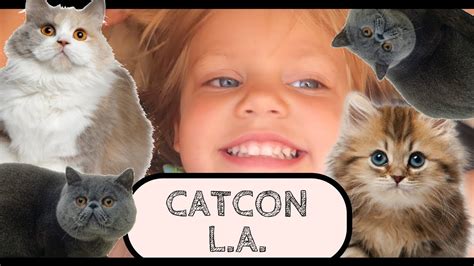 Catcon La 2017 Vlog Cats And Cat Accessories Rachel Rays Catcon In