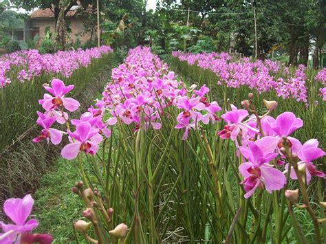 Cara Menanam Bunga Anggrek Di Tanah Tanaman Di Bali