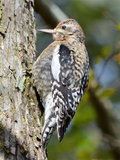 Se Texas Birding And Wildlife Watching Other Winter Birds In Our Yards