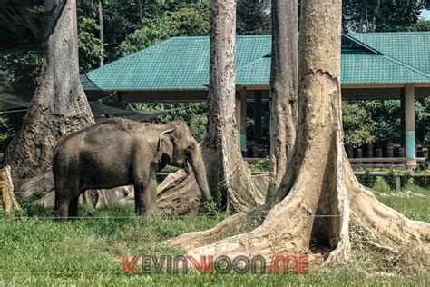 See more of kuala gandah elephant sanctuary adventure tours and batu caves on facebook. Day Trip to Kuala Gandah Elephant Sanctuary, Pahang ...