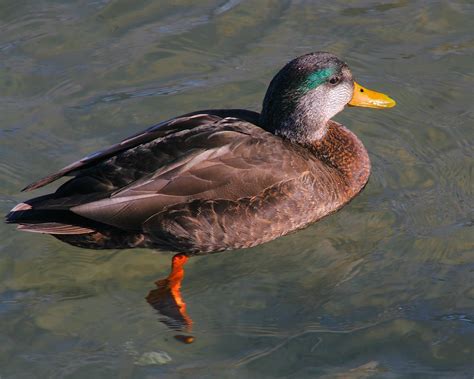 Male American Black Duck Hybrid Probable Mallard X America Flickr