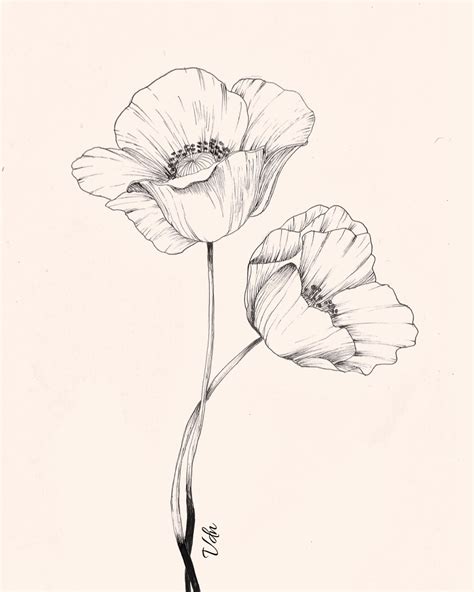 Poppy Flower Tattoo Drawing