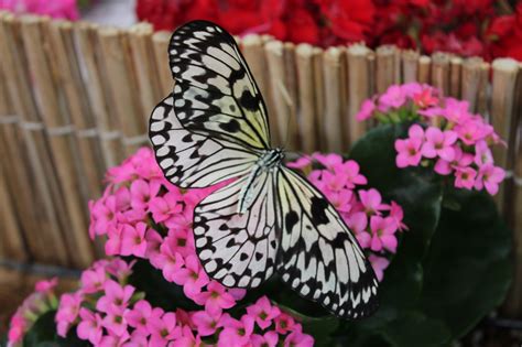 Dubai Foto 49 Miracle Garden Butterfly Garden Luoghi Di Interesse