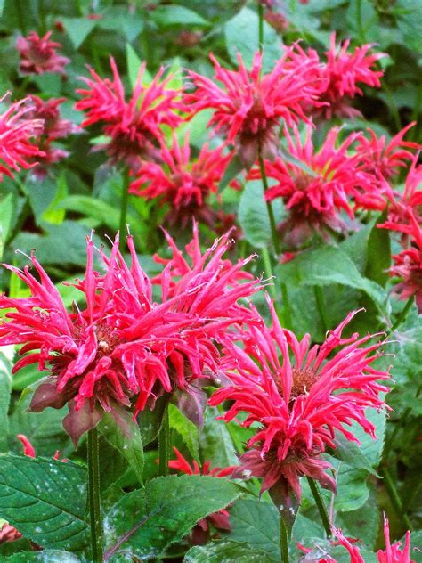 Red Perennial Flowers That Bloom All Summer Best Bulbs For Late