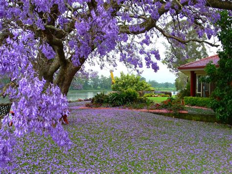 Tree With Purple Flowers House River Flowers Spring