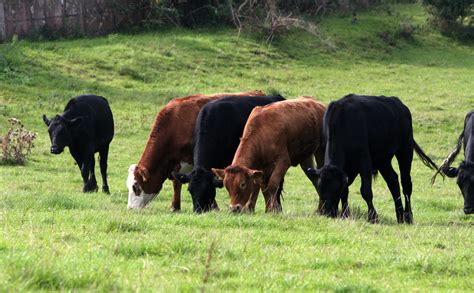 Cows Grazing Free Stock Photo Public Domain Pictures