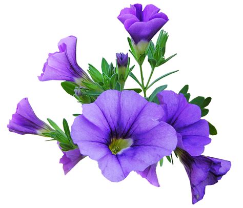 flower purple plant free photo on pixabay pixabay