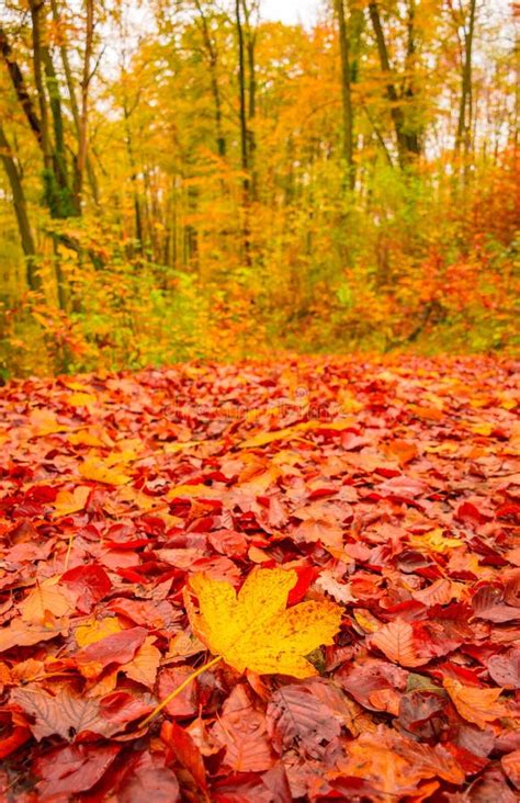 Carpet Of Fallen Leaves On Colorful Autumn Forest In Cold Foggy